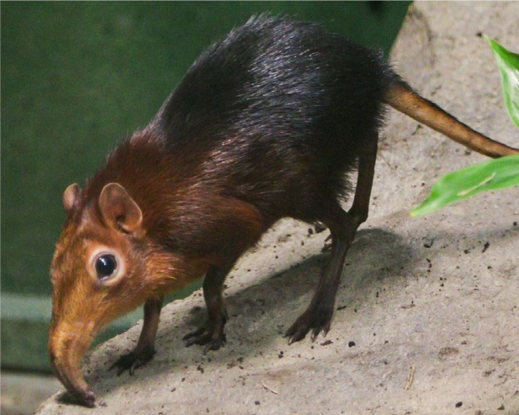 Sorkonos czarno-rdzawy